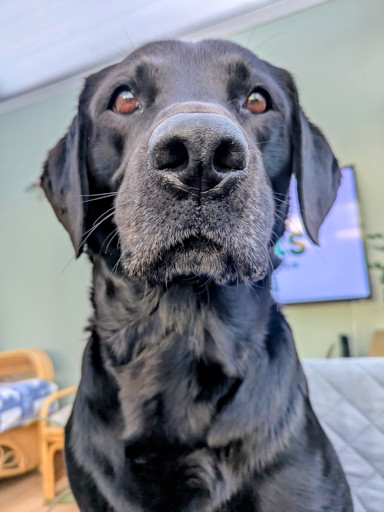 Winston